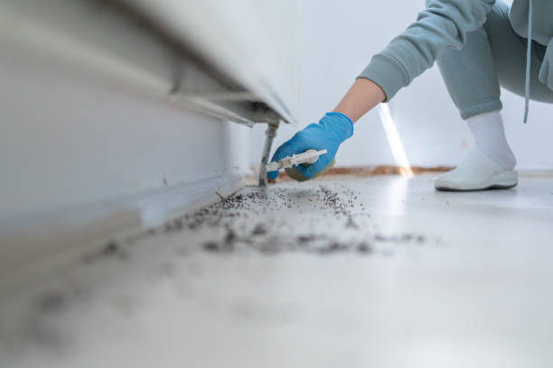 Best Flea Control Services  in Ainsworth, NE